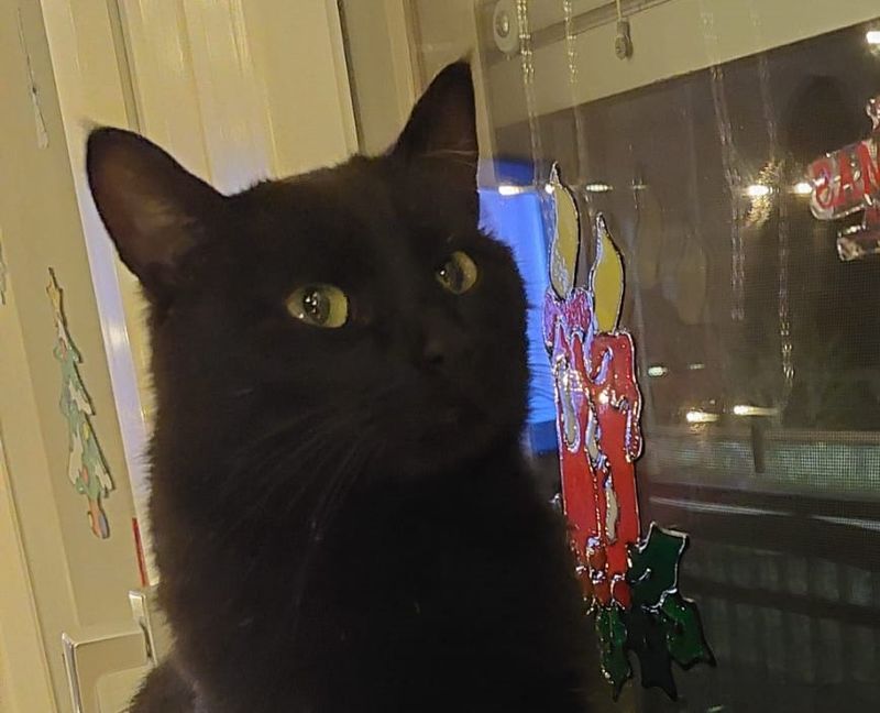 RIVAROLO CANAVESE - Trovato senza vita il gatto Artur, mascotte di via Gria: i residenti cercano testimoni
